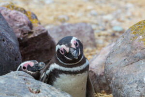 What Do African Penguins Eat?