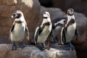 African Penguin Habitat