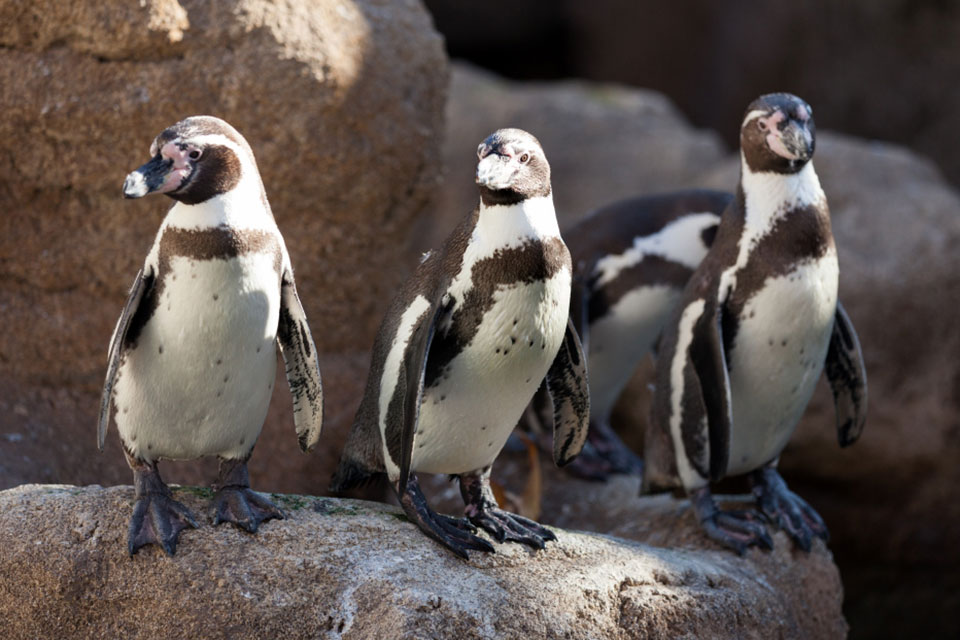 African Penguin Habitat