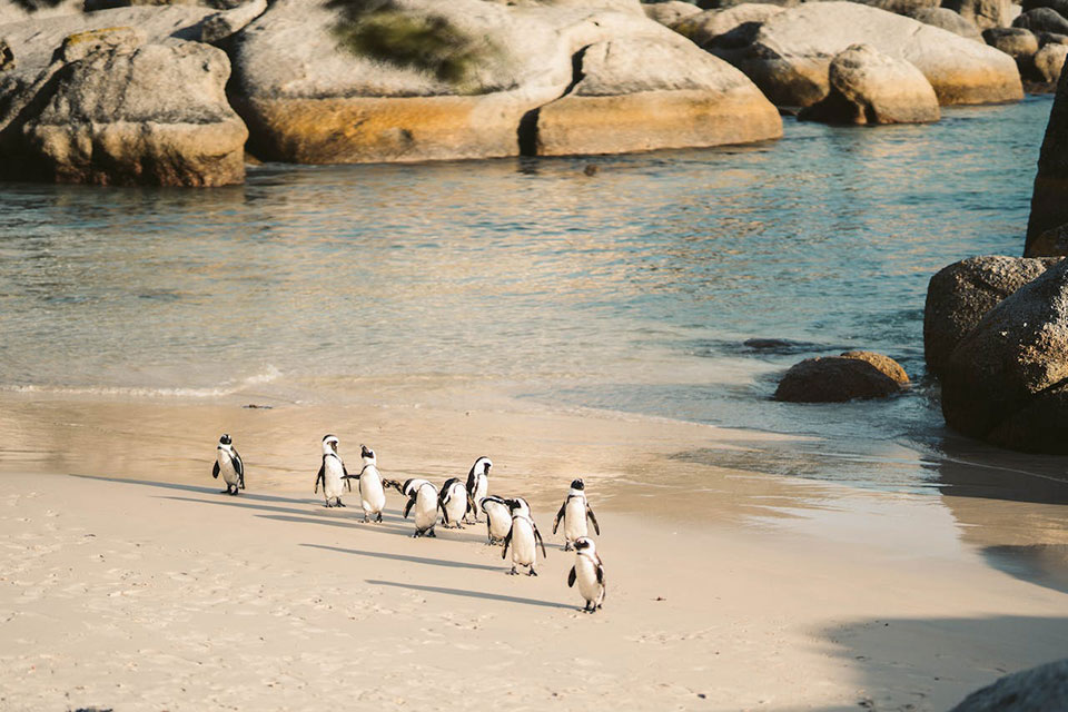 Do African Penguins Migrate?