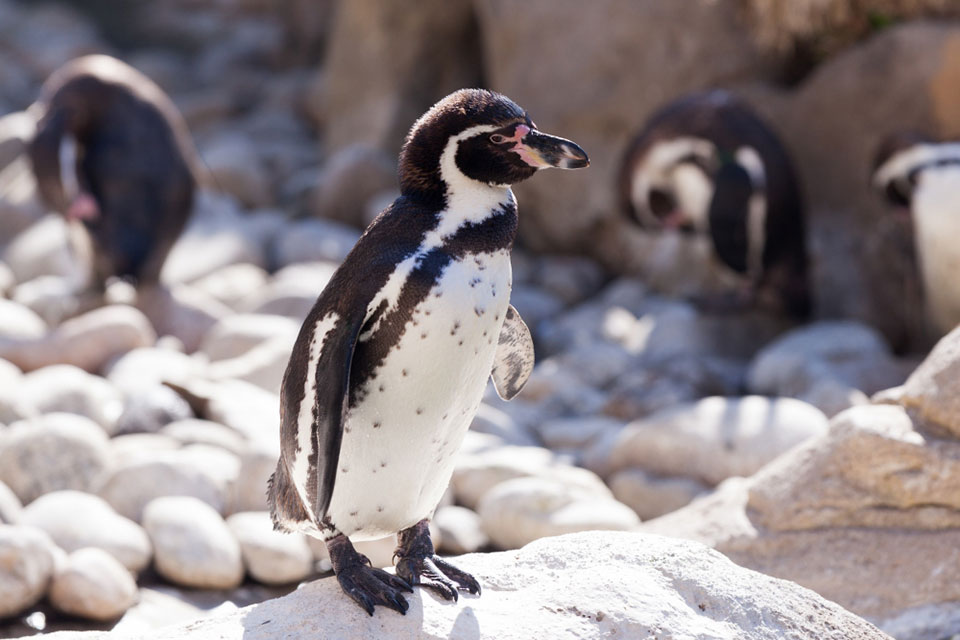 Where Do African Penguins Live?