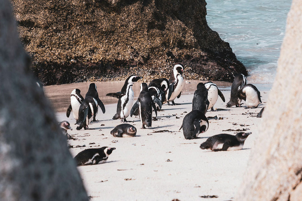Facts About The Penguin Colony At Boulders Beach