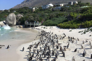 Boulders Beach Weather