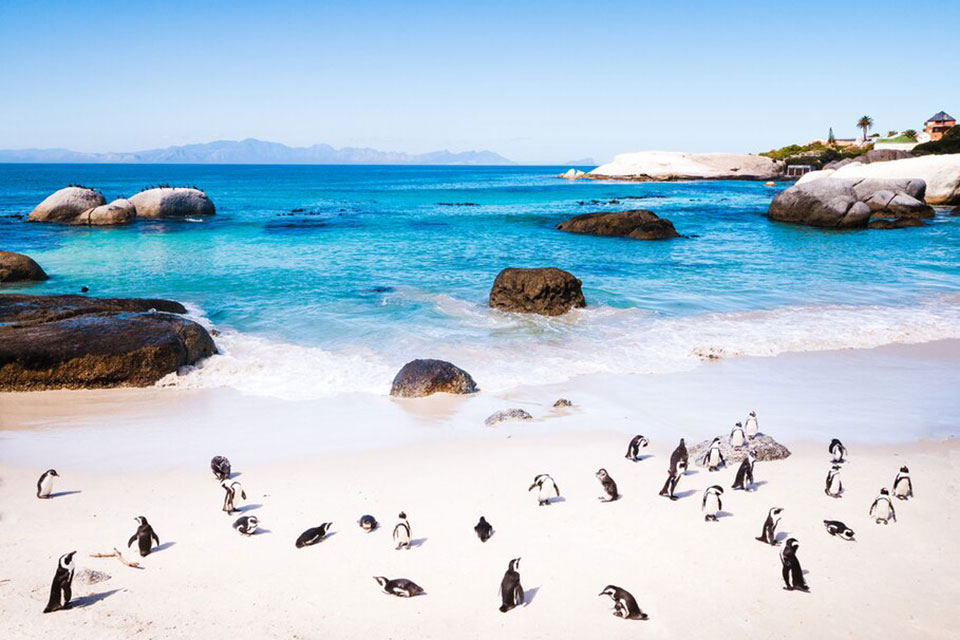 Where To See Penguins In Cape Town