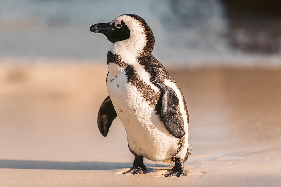 Are There Penguins In South Africa?
