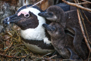 Why Are African Penguins Important?