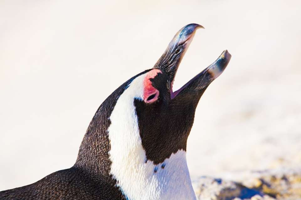Can Penguins Bite?