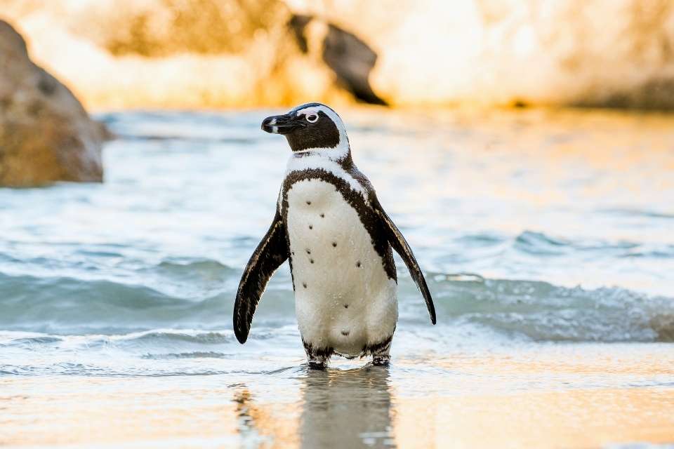 Can Penguins Clap?