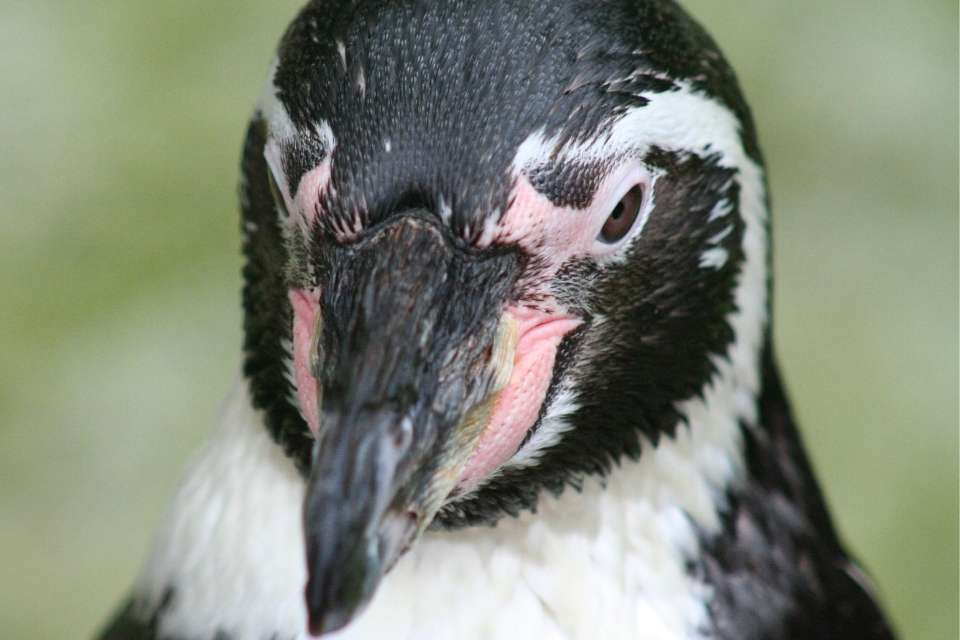 Can Penguins Cry?