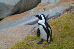 Do Penguins Eat Plants?