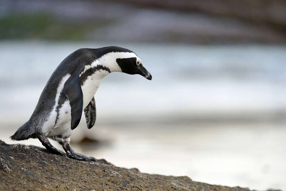 Do Penguins' Feet Get Cold?