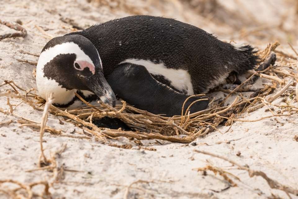 Do Penguins Have Nests?