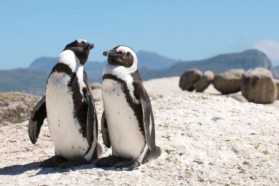 Do Penguins Have A Pouch?