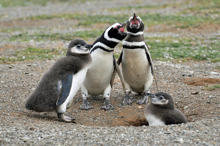 Do Penguins Have Tongues? - Boulders Beach Penguins