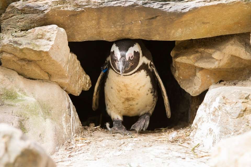 Do Penguins Hibernate?