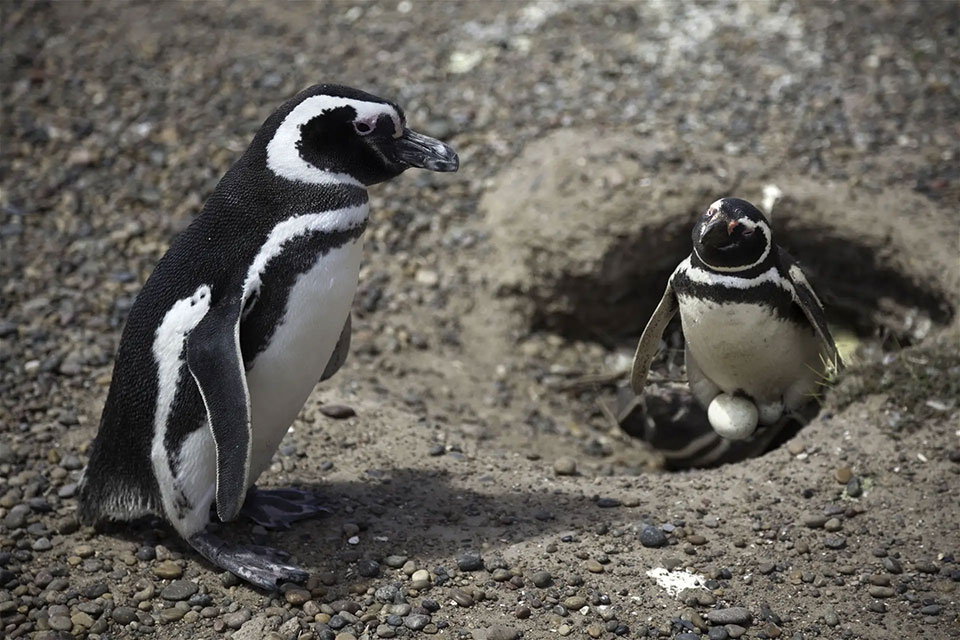 Do penguins lay eggs?
