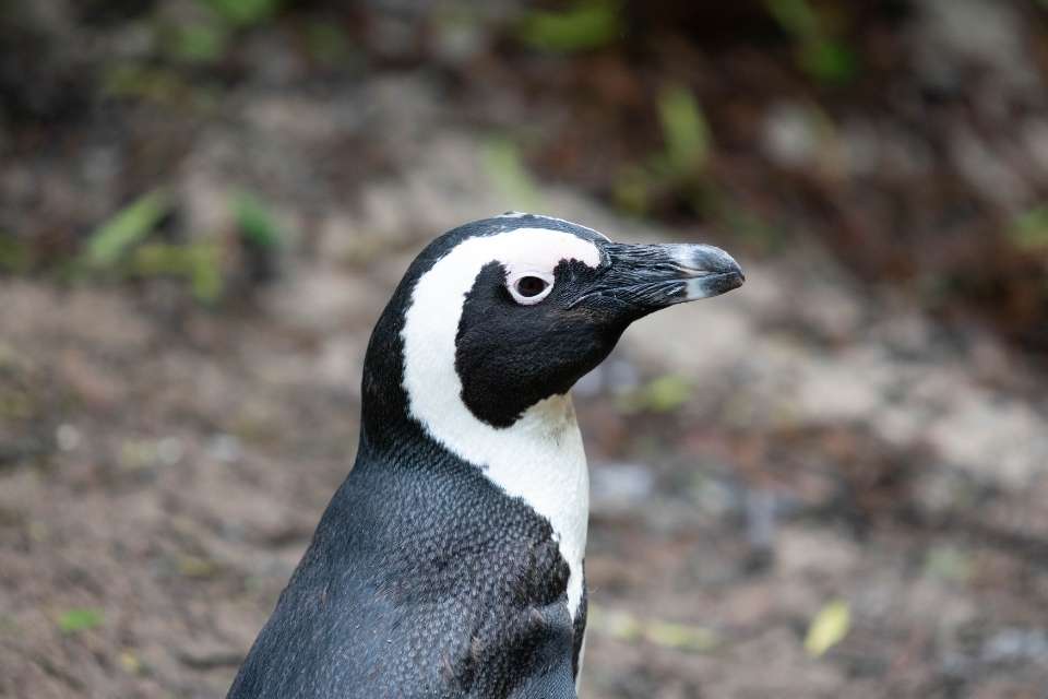 Do Penguins Have A Nose?