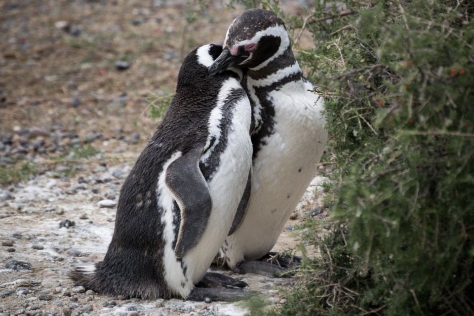Do Penguins Produce Milk?