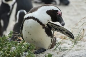 Do Penguins Stink?