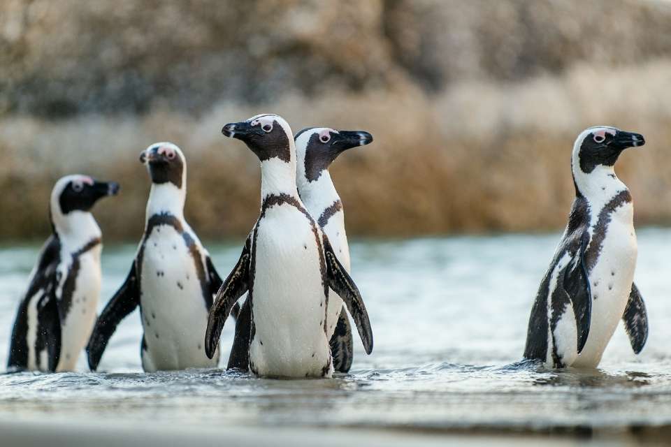 Facts About Penguins For Kids