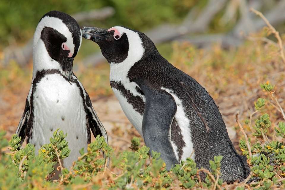 How do Penguins Communicate?