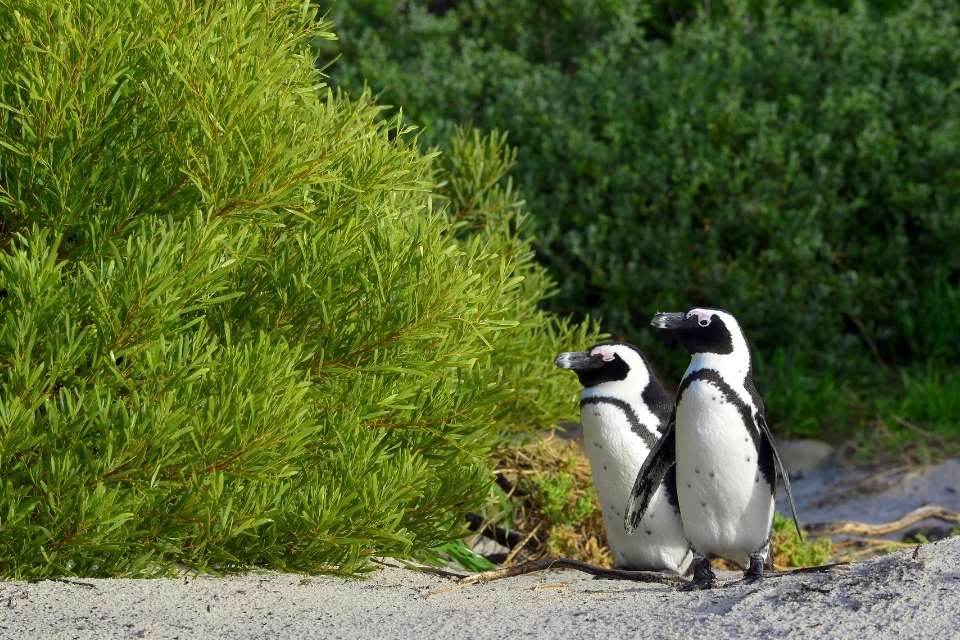 How do Penguins Protect Themselves from Predators?