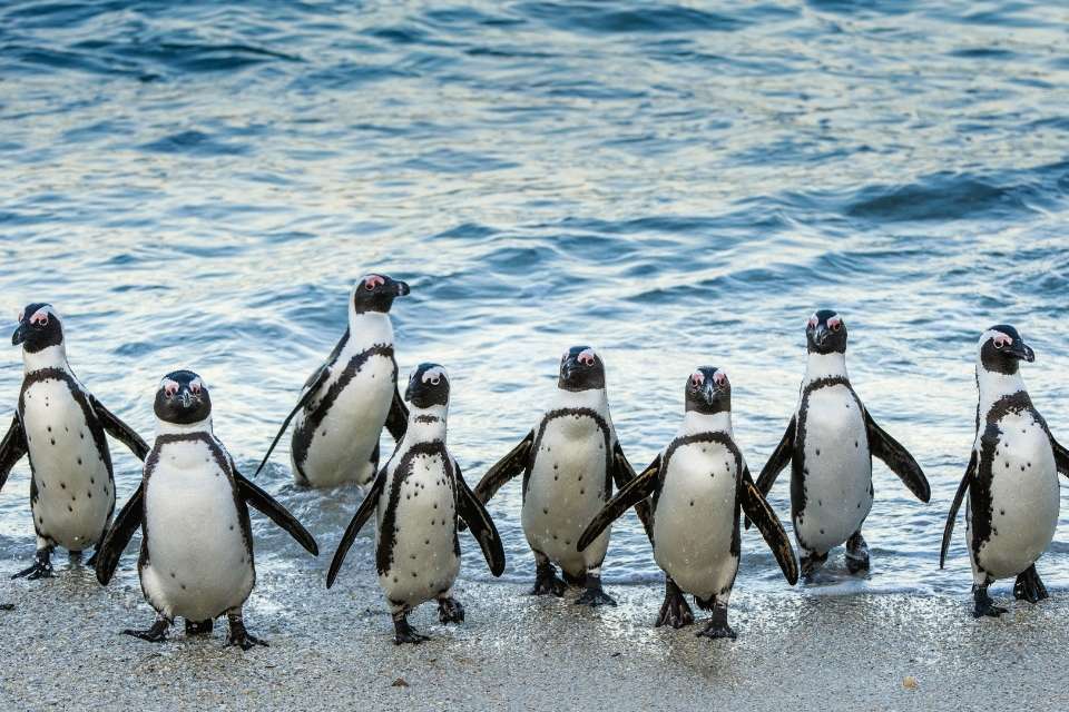 How Do Penguins Stay Dry?
