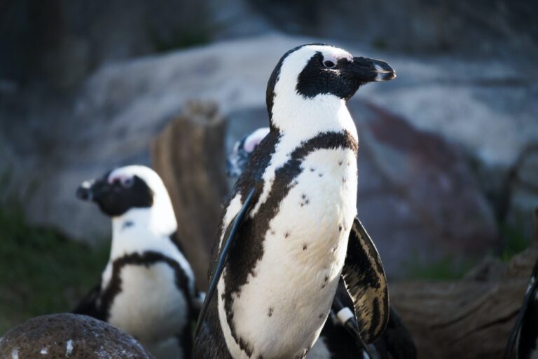 How Smart Are Penguins? - Boulders Beach Penguins