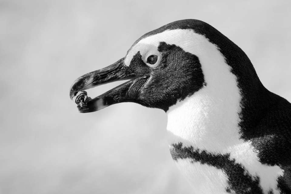 Do Penguins Give Pebbles?