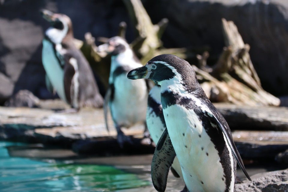 Are Penguins Amphibians?