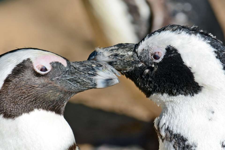 Are Penguins Color Blind?