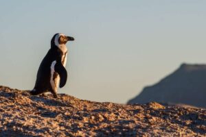 How are Penguins Different from Other Birds?