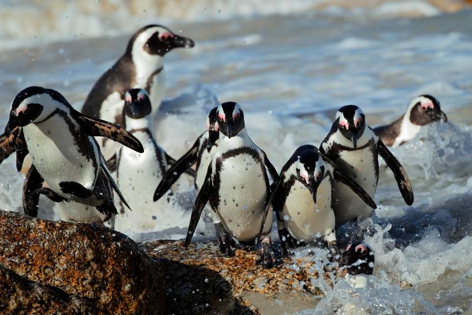 Do Penguins Travel In Groups?