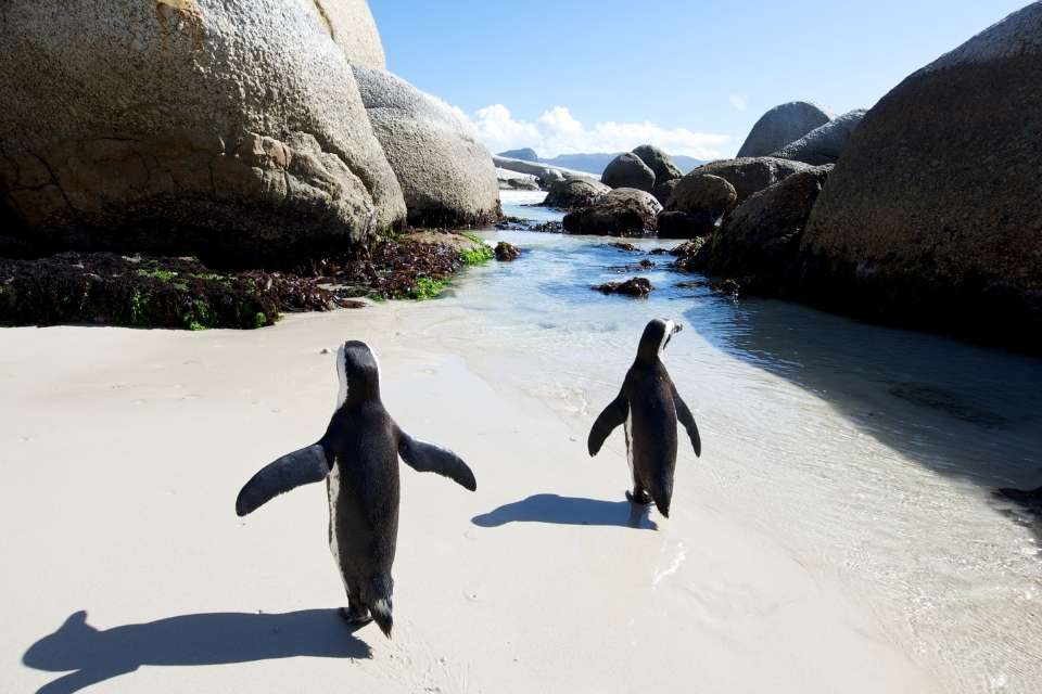 Can Penguins Walk Backwards?