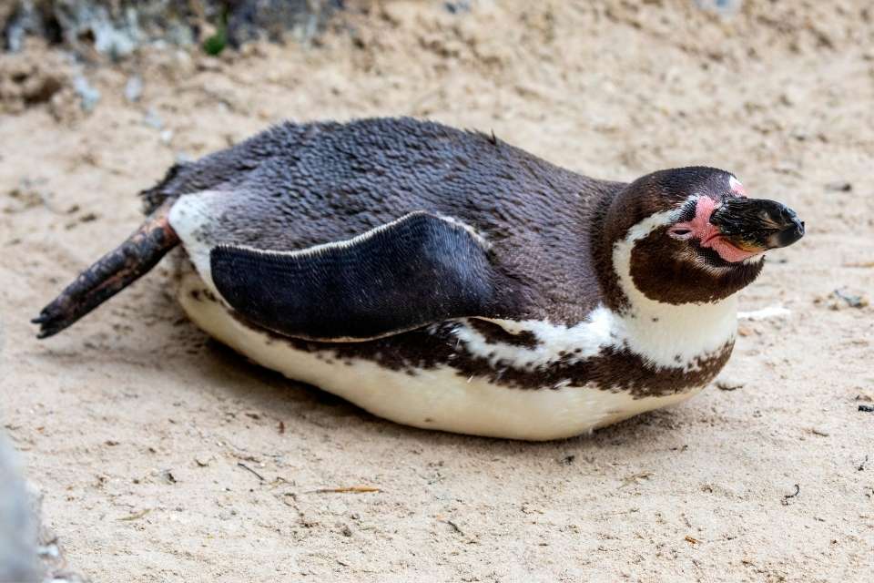 Where Do Penguins Sleep?